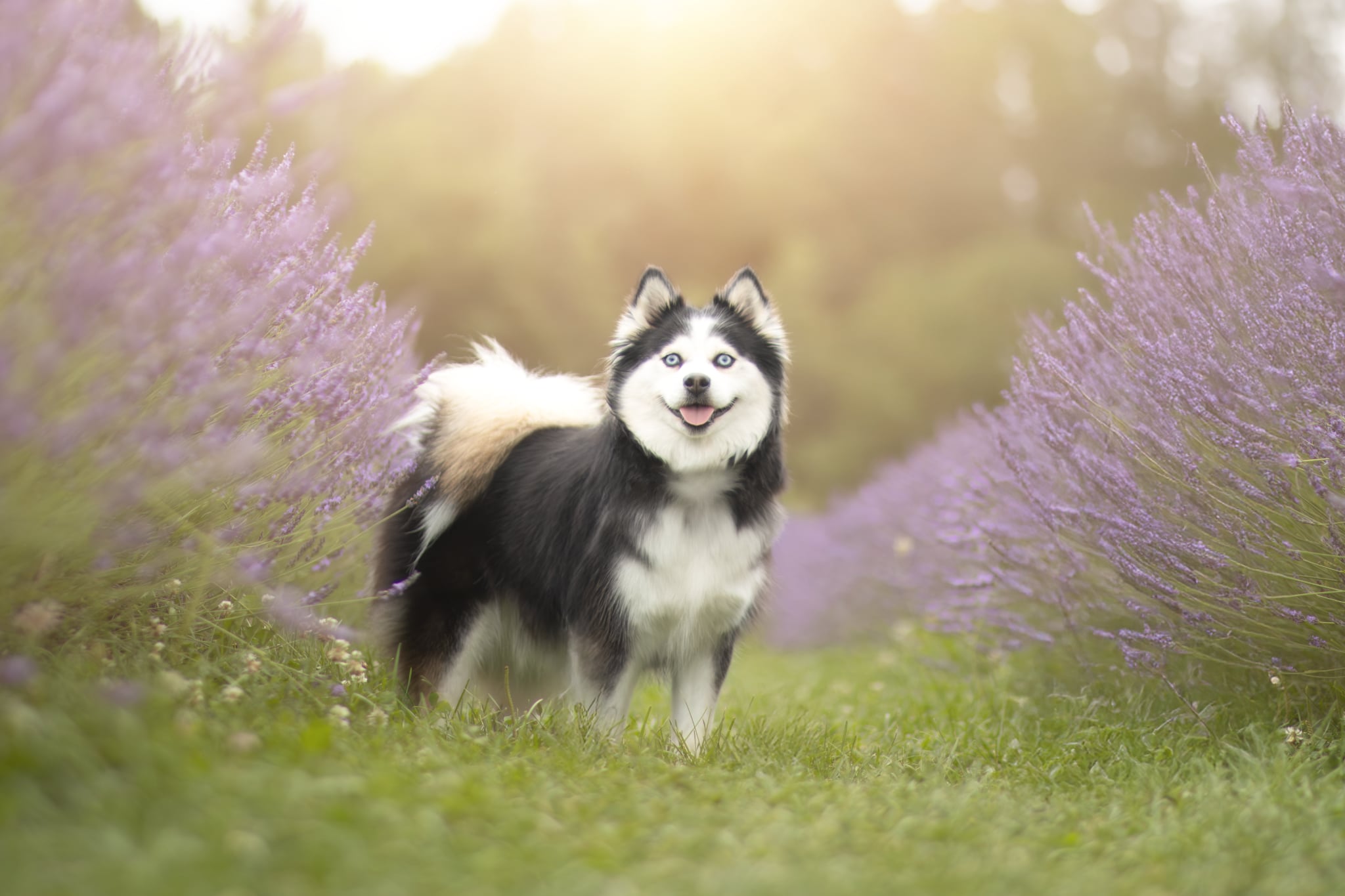 Photo Pomsky