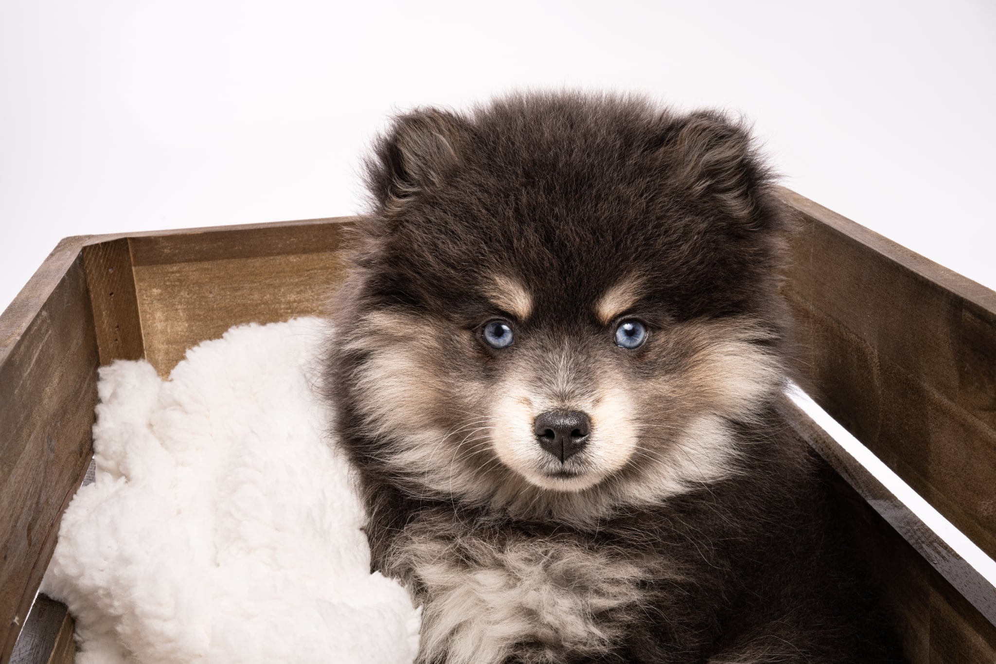 Photo Pomsky