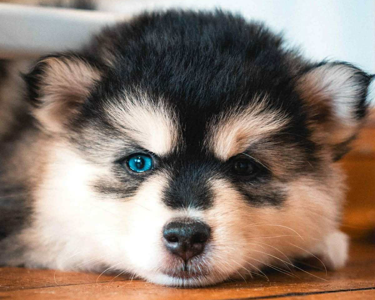 Photo Pomsky