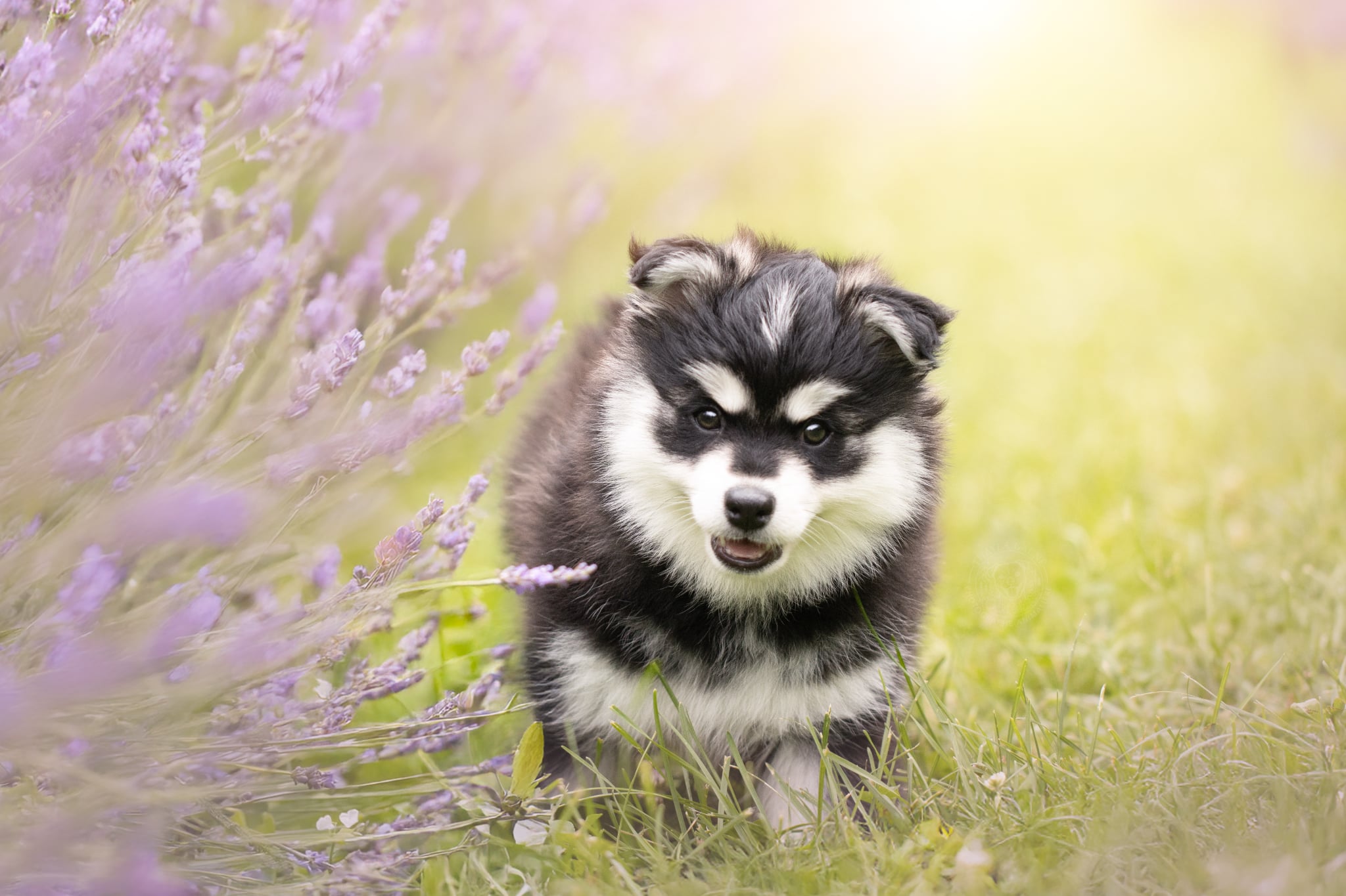 Photo Pomsky