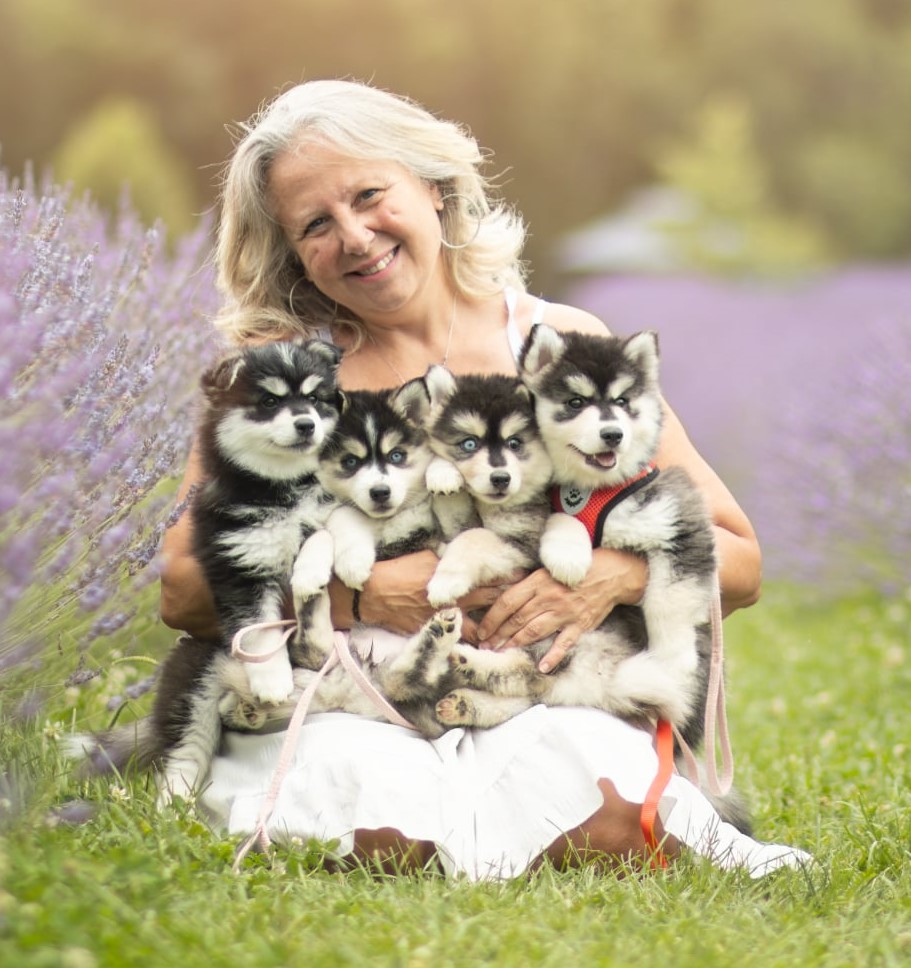 Pomsky dans les fleurs