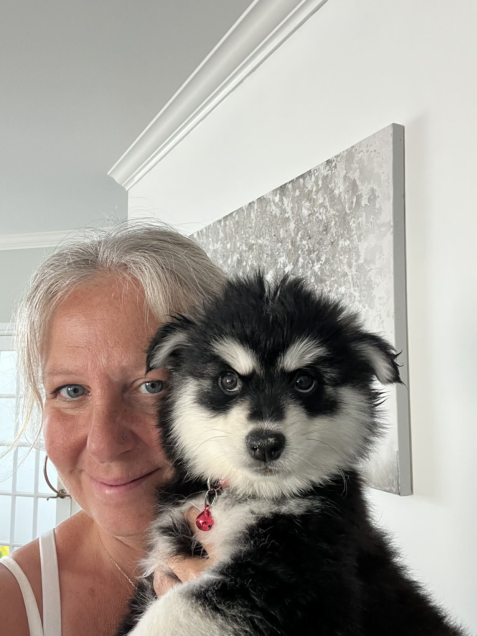 Photo Pomsky