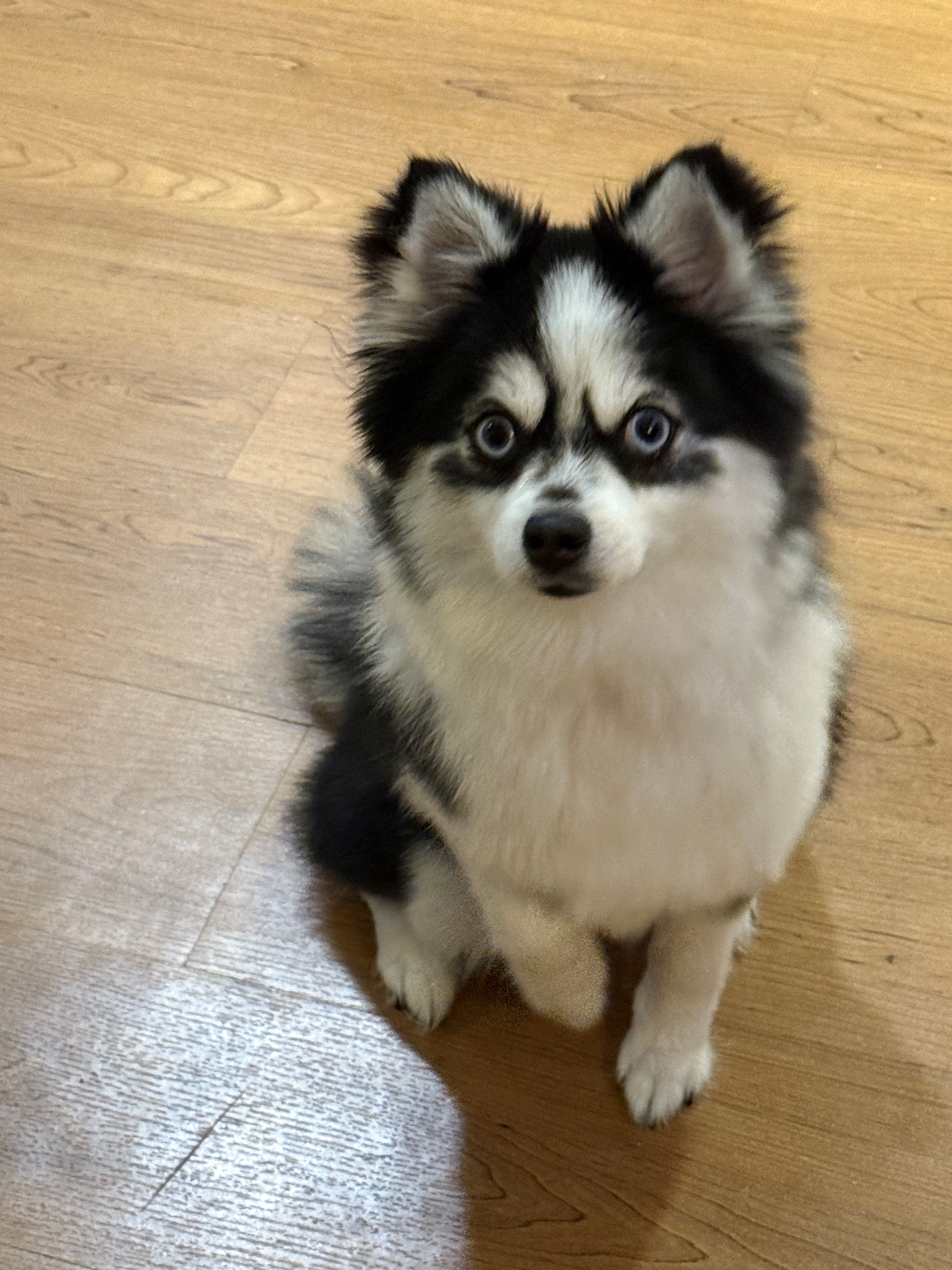 Nala